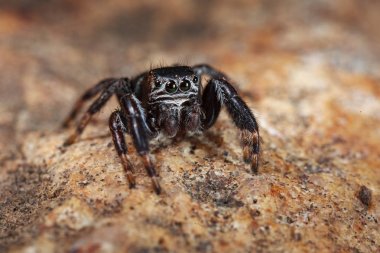 Evarcha arcuata atlama örümcek makro doğada vurdu.