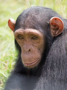 Şempanze oluşur iki kaybolmamış türü: ortak şempanze ve bonobo. İnsan, goriller ve orangutanlar ile birlikte onlar aile Hominidae (büyük insansı maymunlar) bir parçasıdır. (Pan troglodytes)