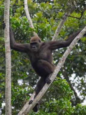 Afrika orman (Gorilla goril güzelliğine Gabon nesli tükenmekte olan Doğu gorilla goril)