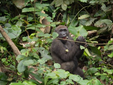 Afrika orman (Gorilla goril güzelliğine Gabon nesli tükenmekte olan Doğu gorilla goril)