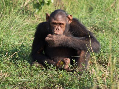 Şempanze oluşur iki kaybolmamış türü: ortak şempanze ve bonobo. İnsan, goriller ve orangutanlar ile birlikte onlar aile Hominidae (büyük insansı maymunlar) bir parçasıdır. (Pan troglodytes)