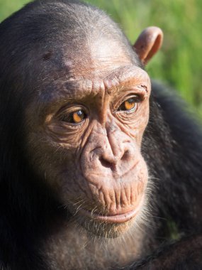 Şempanze oluşur iki kaybolmamış türü: ortak şempanze ve bonobo. İnsan, goriller ve orangutanlar ile birlikte onlar aile Hominidae (büyük insansı maymunlar) bir parçasıdır. (Pan troglodytes)