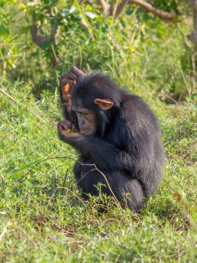 Şempanze oluşur iki kaybolmamış türü: ortak şempanze ve bonobo. İnsan, goriller ve orangutanlar ile birlikte onlar aile Hominidae (büyük insansı maymunlar) bir parçasıdır. (Pan troglodytes)