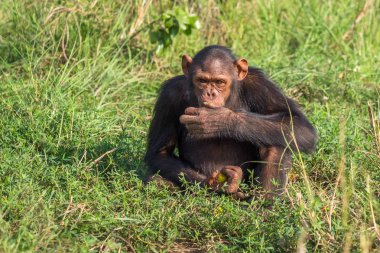 Şempanze oluşur iki kaybolmamış türü: ortak şempanze ve bonobo. İnsan, goriller ve orangutanlar ile birlikte onlar aile Hominidae (büyük insansı maymunlar) bir parçasıdır. (Pan troglodytes)