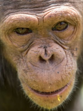 Şempanze oluşur iki kaybolmamış türü: ortak şempanze ve bonobo. İnsan, goriller ve orangutanlar ile birlikte onlar aile Hominidae (büyük insansı maymunlar) bir parçasıdır. (Pan troglodytes)