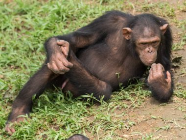 Şempanze oluşur iki kaybolmamış türü: ortak şempanze ve bonobo. İnsan, goriller ve orangutanlar ile birlikte onlar aile Hominidae (büyük insansı maymunlar) bir parçasıdır. (Pan troglodytes)