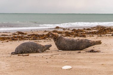 Atlantik gri fok yavrusu Sandy Beach/Atlantik gri fok yavrusu/Atlantik gri fok yavru (Halichoerus Grypus üzerinde)