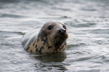 Atlantik gri fok yavrusu Sandy Beach/Atlantik gri fok yavrusu/Atlantik gri fok yavru (Halichoerus Grypus üzerinde)