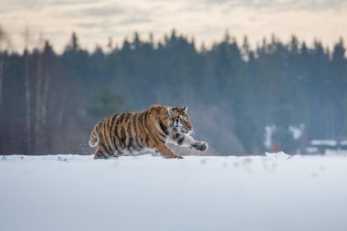Sibirya kaplanı (Panthera tigris karda)