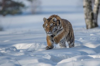 Sibirya kaplanı (Panthera tigris karda)