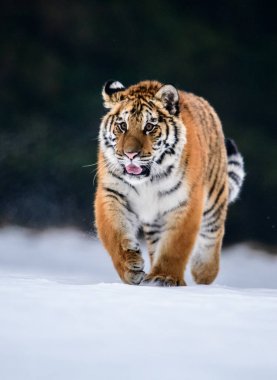 Sibirya kaplanı (Panthera tigris karda)