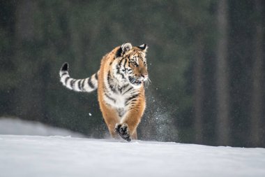 Sibirya kaplanı (Panthera tigris karda)