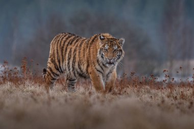 Sibirya kaplanı (Panthera tigris karda)