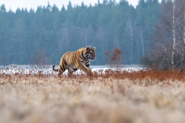 Sibirya kaplanı (Panthera tigris karda)