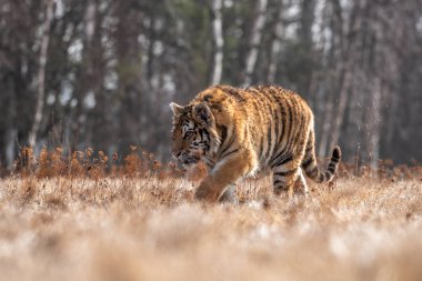 Sibirya kaplanı (Panthera tigris karda)