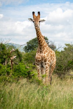 Güney Afrika zürafası (Zürafa, G. camelopardalis) Kalın lowveld bir tepe üzerinde duran zürafa ailesi, Pilanesberg Milli Parkı, Kalahari ve lowveld, Güney Afrika
