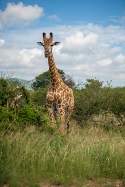 Güney Afrika zürafası (Zürafa, G. camelopardalis) Kalın lowveld bir tepe üzerinde duran zürafa ailesi, Pilanesberg Milli Parkı, Kalahari ve lowveld, Güney Afrika