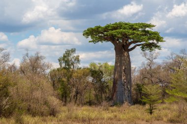 Baobab ağaçları gün batımında Madagaskar 'da Baobab Bulvarı' nda