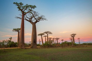 Baobab ağaçları gün batımında Madagaskar 'da Baobab Bulvarı' nda