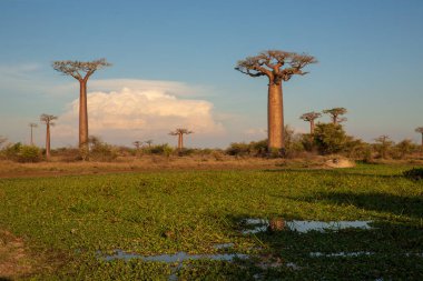 Baobab ağaçları gün batımında Madagaskar 'da Baobab Bulvarı' nda
