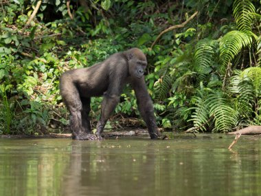 Afrika orman (Gorilla goril güzelliğine Gabon nesli tükenmekte olan Doğu gorilla goril)