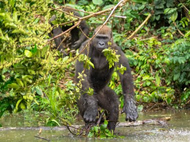 Afrika orman (Gorilla goril güzelliğine Gabon nesli tükenmekte olan Doğu gorilla goril)