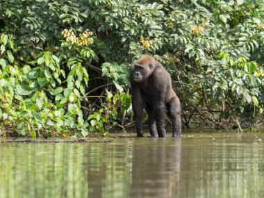 Afrika orman (Gorilla goril güzelliğine Gabon nesli tükenmekte olan Doğu gorilla goril)
