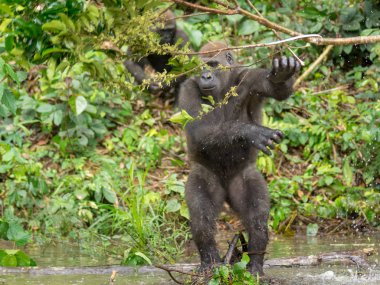 Afrika orman (Gorilla goril güzelliğine Gabon nesli tükenmekte olan Doğu gorilla goril)