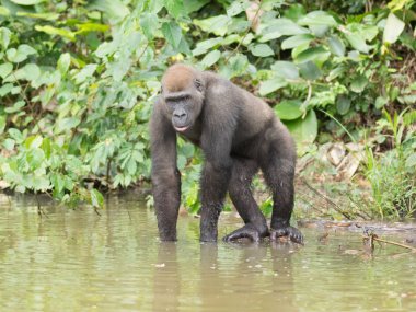 Afrika orman (Gorilla goril güzelliğine Gabon nesli tükenmekte olan Doğu gorilla goril)