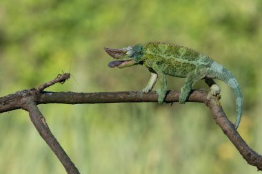 Bukalemun Furcifer pardalis Ambolobe 2 yaşında, Madagaskar endemik Panter bukalemunu kızgın durumda, saf Ambilob (Chamaeleoninae)