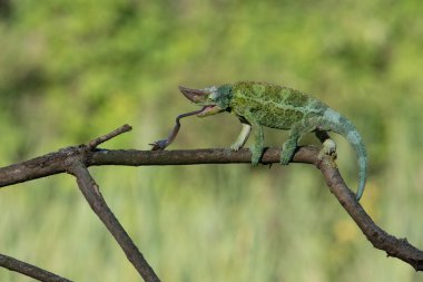 Bukalemun Furcifer pardalis Ambolobe 2 yaşında, Madagaskar endemik Panter bukalemunu kızgın durumda, saf Ambilob (Chamaeleoninae)