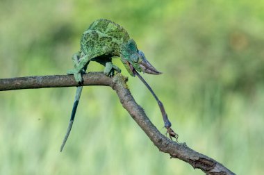 Bukalemun Furcifer pardalis Ambolobe 2 yaşında, Madagaskar endemik Panter bukalemunu kızgın durumda, saf Ambilob (Chamaeleoninae)