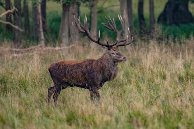 Kızıl geyik geyik (Cervus elaphus)