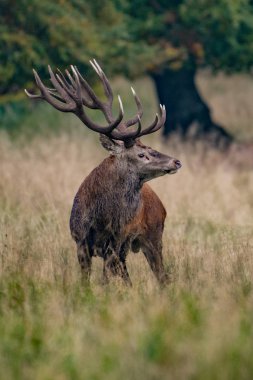 Kızıl geyik geyik (Cervus elaphus)