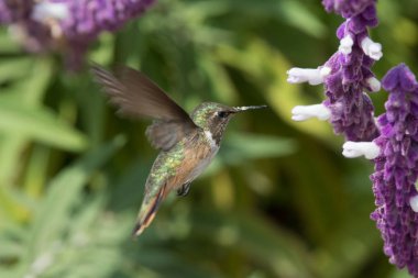 Mavi sinekkuşu Violet Sabrewing güzel kırmızı çiçeğin yanında uçuyor. Teneke kuş ormanda uçar. Kosta Rika 'da vahşi yaşam. Ormanda çiçekten nektar emen iki kuş. Kuş davranışları