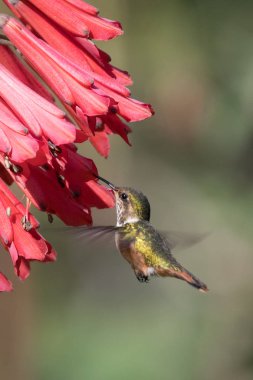 Mavi sinekkuşu Violet Sabrewing güzel kırmızı çiçeğin yanında uçuyor. Teneke kuş ormanda uçar. Kosta Rika 'da vahşi yaşam. Ormanda çiçekten nektar emen iki kuş. Kuş davranışları
