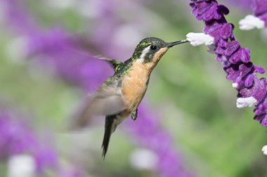 Mavi sinekkuşu Violet Sabrewing güzel kırmızı çiçeğin yanında uçuyor. Teneke kuş ormanda uçar. Kosta Rika 'da vahşi yaşam. Ormanda çiçekten nektar emen iki kuş. Kuş davranışları