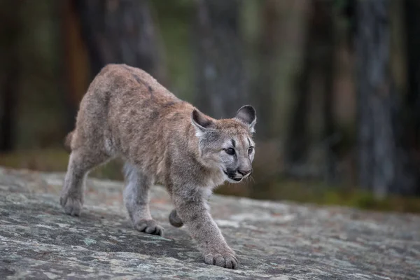 Panthercougar Floride Voie Disparition Puma Concolor — Photo