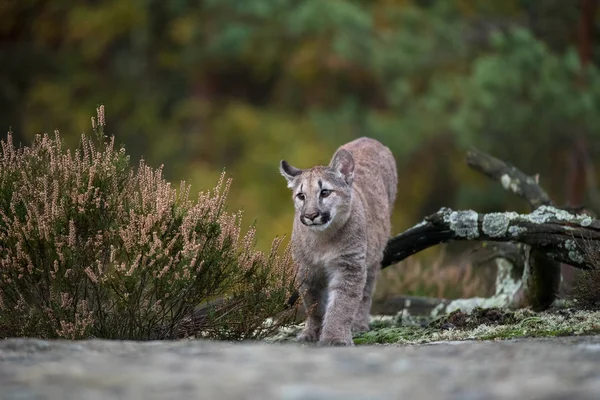 Nesli Tükenmekte Olan Florida Panthercougar Puma Renk — Stok fotoğraf