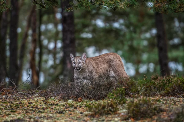 Nesli Tükenmekte Olan Florida Panthercougar Puma Renk — Stok fotoğraf