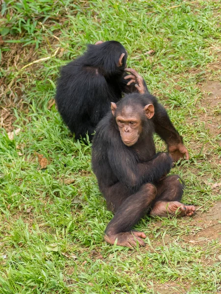 Schimpans Består Två Bevarade Arter Den Gemensamma Schimpansen Och Bonobo — Stockfoto