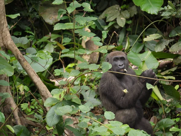 Gorila Gabón Gorila Oriental Peligro Extinción Belleza Selva Africana Gorila — Foto de Stock