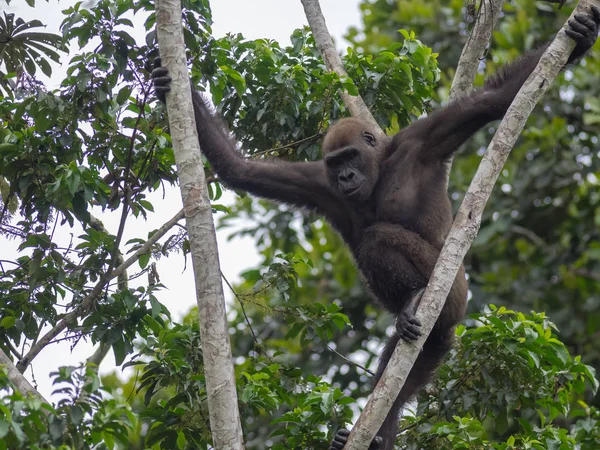 Gabon Bedreigde Oostelijke Gorilla Schoonheid Van Afrikaanse Jungle Gorilla Gorilla — Stockfoto