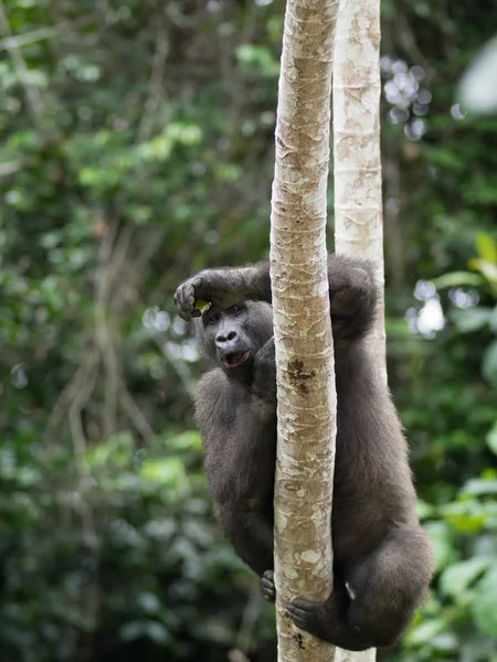 Gorila Gabão Gorila Oriental Ameaçada Extinção Beleza Selva Africana Gorila — Fotografia de Stock