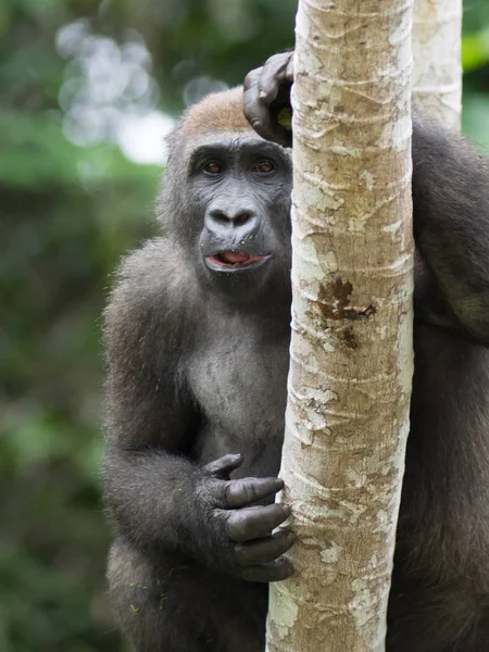 Gorille Gabon Gorille Oriental Voie Disparition Dans Beauté Jungle Africaine — Photo