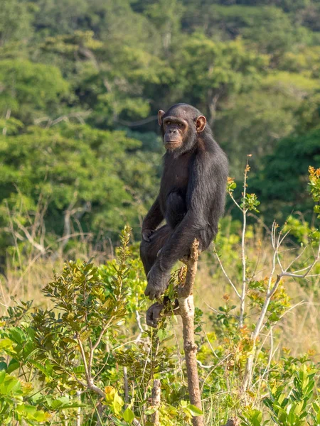 Chimpancé Consiste Dos Especies Existentes Chimpancé Común Bonobo Junto Con — Foto de Stock