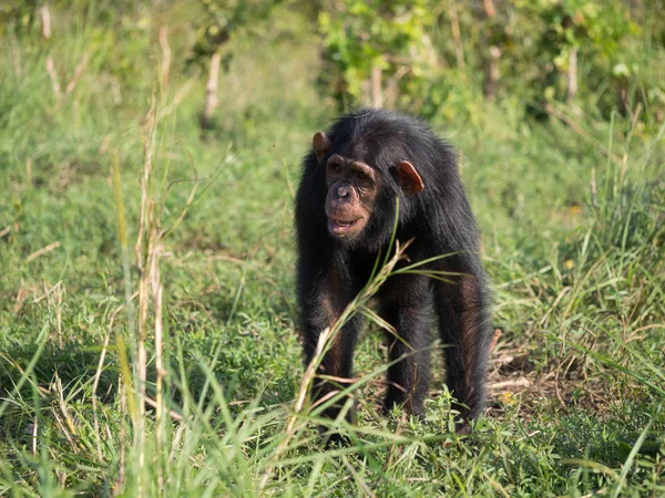 Šimpanz Tvořen Dva Druhy Společné Šimpanz Pozřou Lidé Gorily Orangutani — Stock fotografie