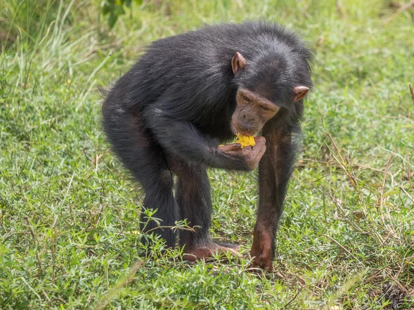 Šimpanz Tvořen Dva Druhy Společné Šimpanz Pozřou Lidé Gorily Orangutani — Stock fotografie