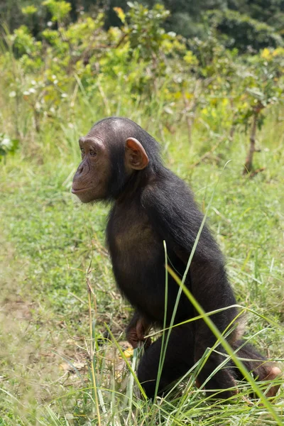 Chimpanzee Consists Two Extant Species Common Chimpanzee Bonobo Together Humans — Stock Photo, Image