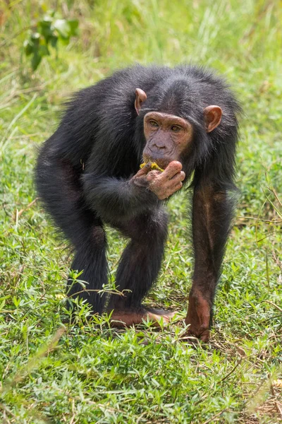 Šimpanz Tvořen Dva Druhy Společné Šimpanz Pozřou Lidé Gorily Orangutani — Stock fotografie